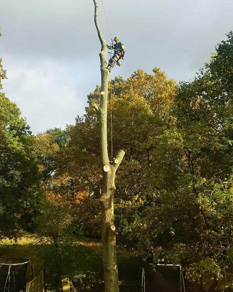 This is a photo of an operative from EM Tree Surgery Keynsham felling a tree. He is at the top of the tree with climbing gear attached about to remove the top section of the tree.