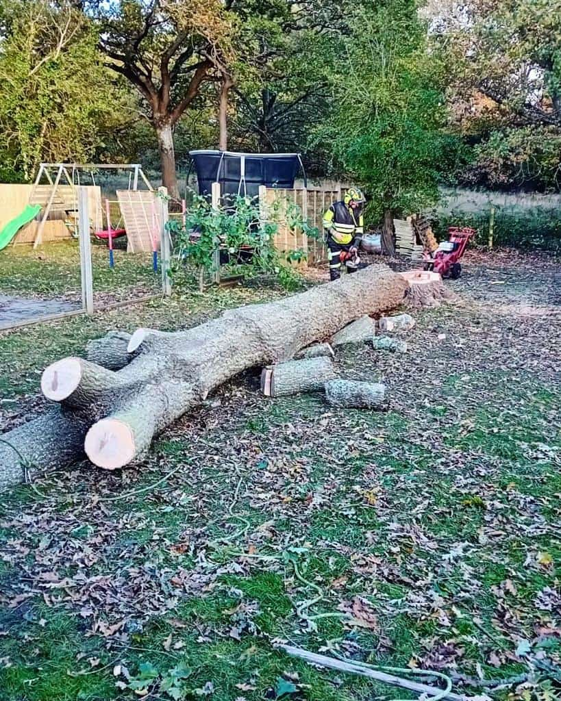 This is a tree laying on the ground of a garden that has just been felled by the operatives from EM Tree Surgery Keynsham