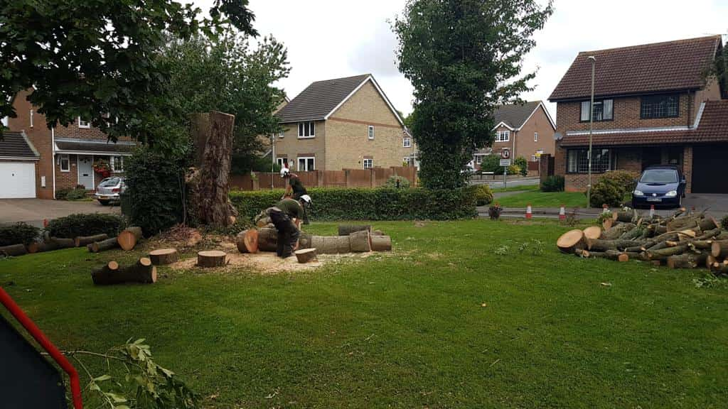 This is a photo of a tree that has been cut into sections on a communal area, and is now being removed from site. Works undertaken by EM Tree Surgery Keynsham