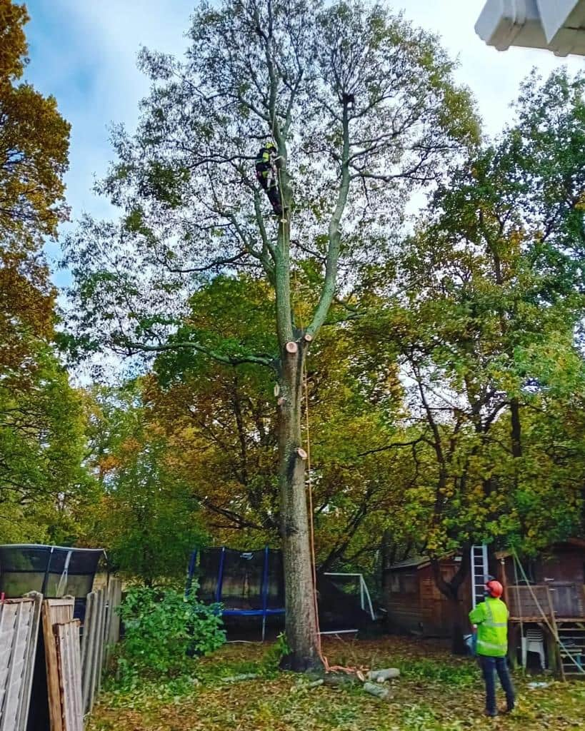 This is a photo of a tree being pruned, there is a man up the tree cutting a section of it down while another man is standing in the garden of the property where the tree is located overseeing the work. Works carried out by EM Tree Surgery Keynsham