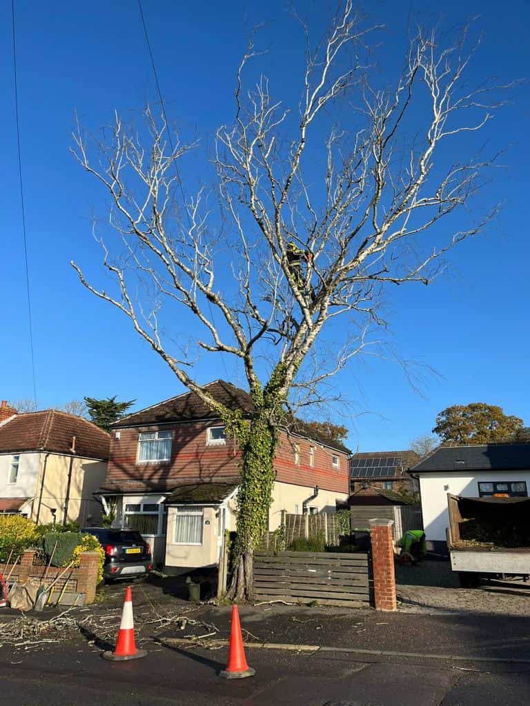 This is a photo of a tree on the pavement that is having limbs removed which are near to power lines. Works undertaken by EM Tree Surgery Keynsham