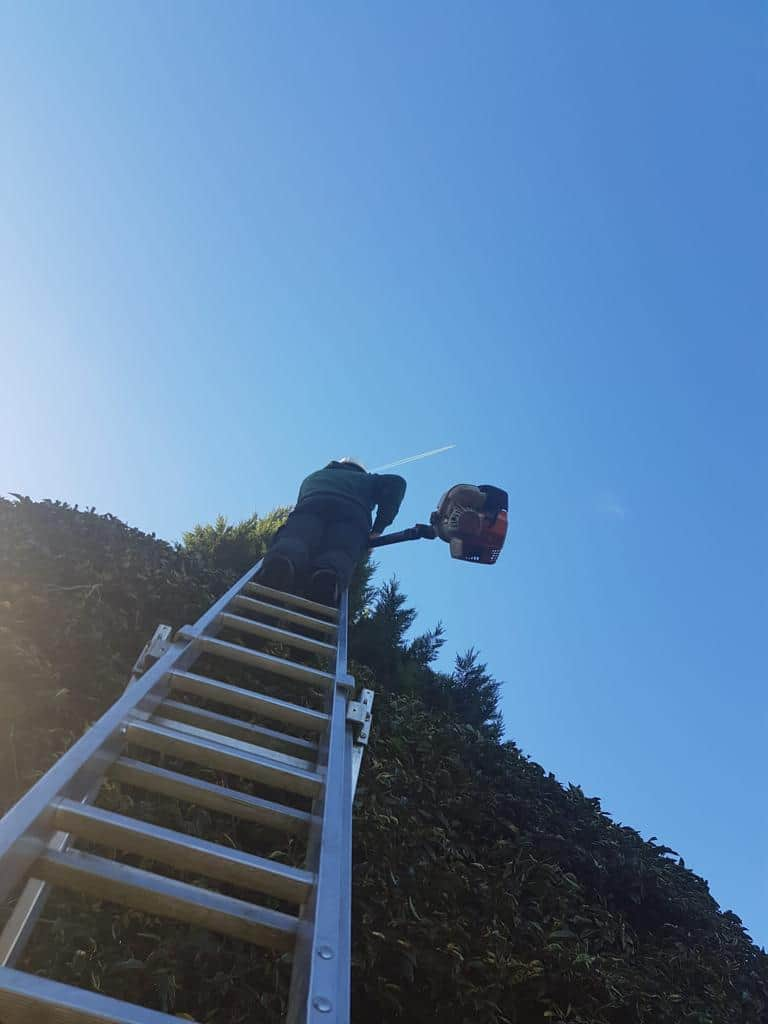 This is a photo of an operative from EM Tree Surgery Keynsham up a ladder rested on a hedge with a petrol strimmer.